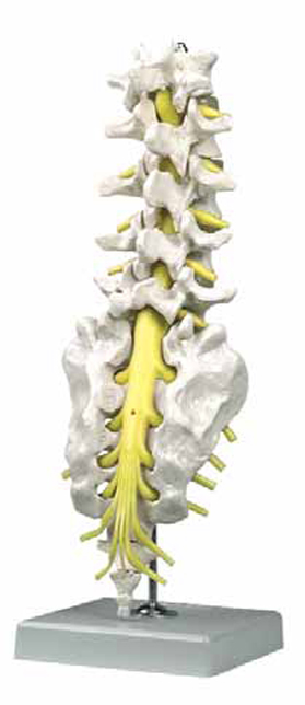 Lumbar Spinal Column with Sacral and Coccyx Bones